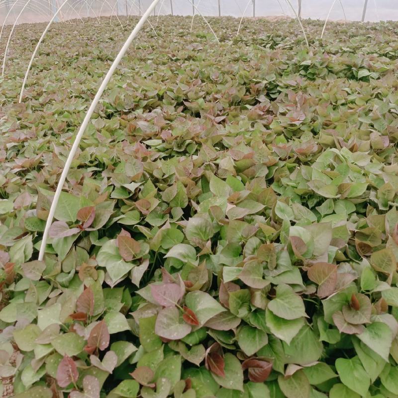 基地直供脱毒25苗西瓜红薯苗蜜薯苗支持一代发物流专车