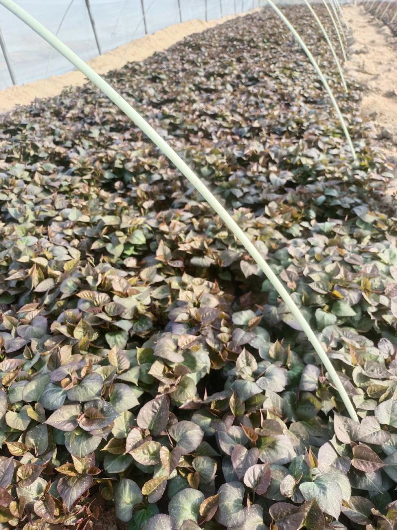 基地直供脱毒25苗西瓜红薯苗蜜薯苗支持一代发物流专车