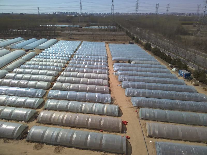 基地直供脱毒25苗西瓜红薯苗蜜薯苗支持一代发物流专车