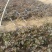 基地直供脱毒25苗西瓜红薯苗蜜薯苗支持一代发物流专车