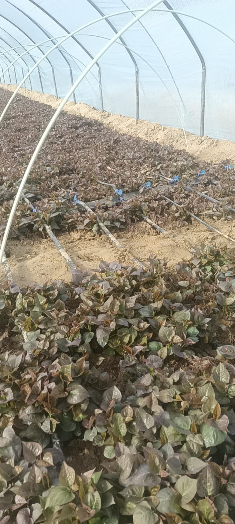 基地直供脱毒25苗西瓜红薯苗蜜薯苗支持一代发物流专车