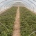 基地直供脱毒25苗西瓜红薯苗蜜薯苗支持一代发物流专车