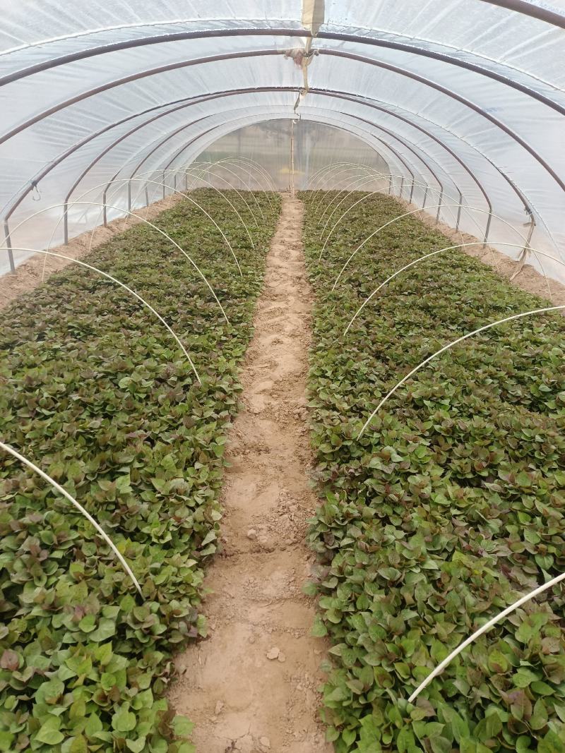 基地直供脱毒25苗西瓜红薯苗蜜薯苗支持一代发物流专车