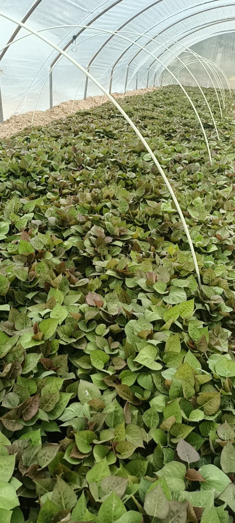 基地直供脱毒25苗西瓜红薯苗蜜薯苗支持一代发物流专车