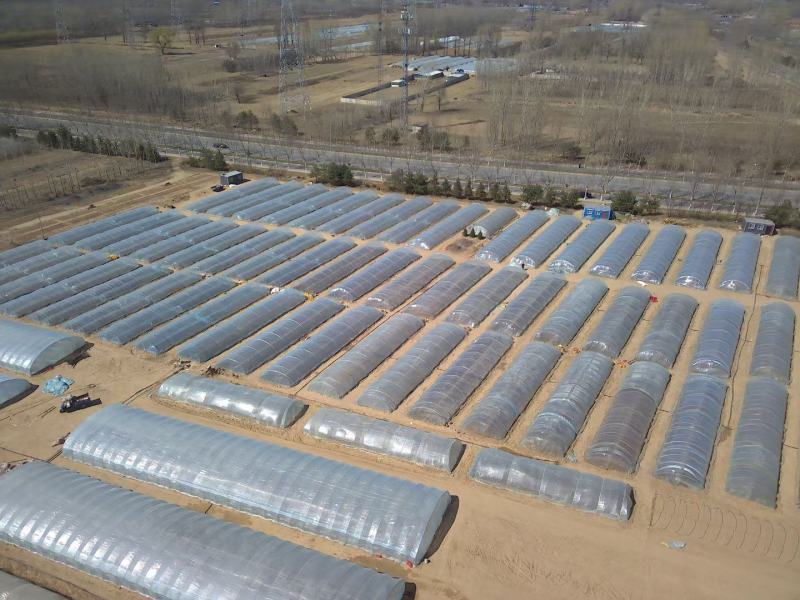 基地直供脱毒25苗西瓜红薯苗蜜薯苗支持一代发物流专车