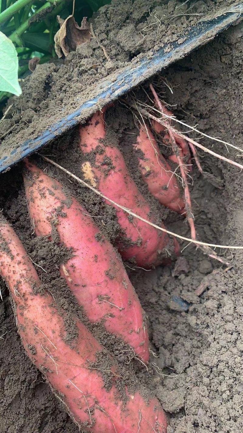 基地直供脱毒25苗西瓜红薯苗蜜薯苗支持一代发物流专车
