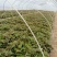 基地直供脱毒25苗西瓜红薯苗蜜薯苗支持一代发物流专车