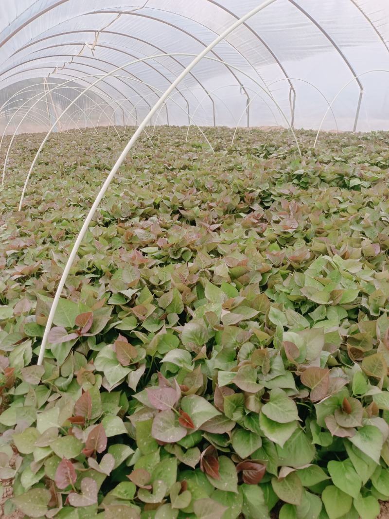 基地直供脱毒25苗西瓜红薯苗蜜薯苗支持一代发物流专车