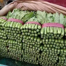 油麦质量好，叶菜品种多货源充足欢迎咨询采购。