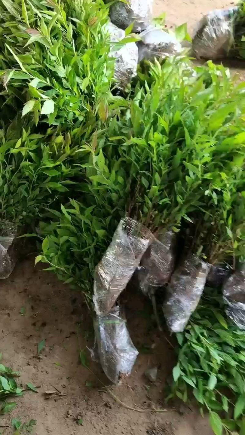 优质批发绣线菊小苗绣线菊床苗根系好保鲜发货