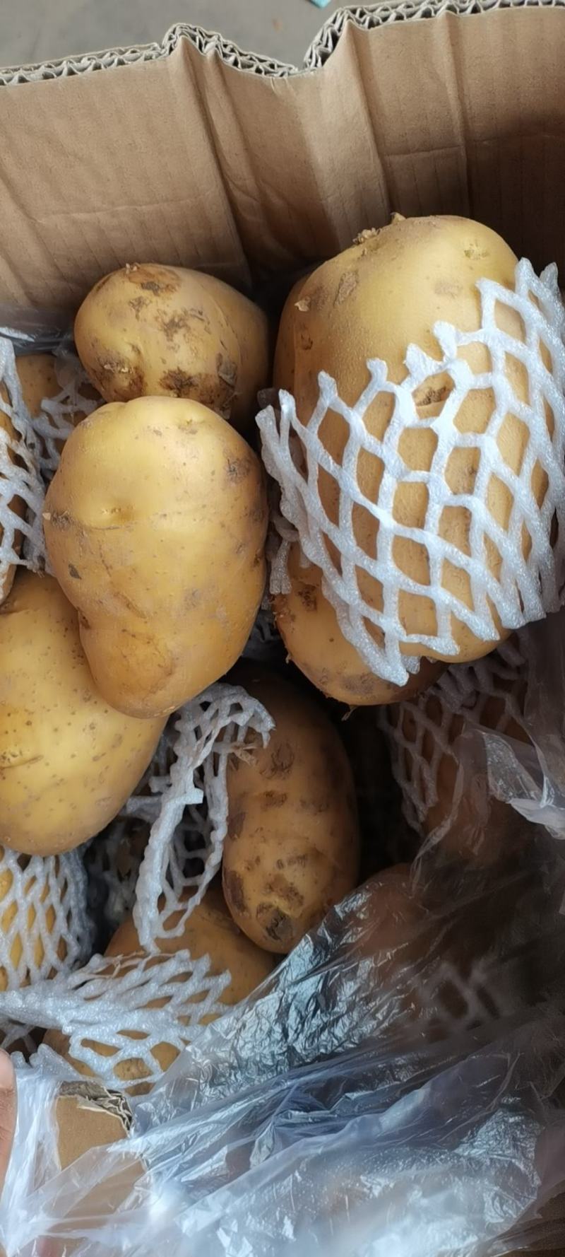油麦质量好，叶菜品种多货源充足欢迎咨询采购。