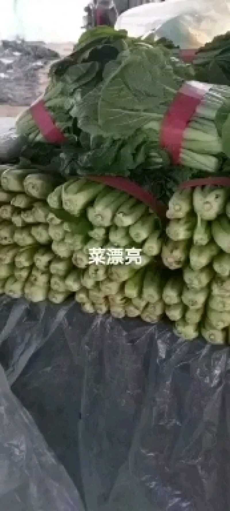 油麦质量好，叶菜品种多货源充足欢迎咨询采购。