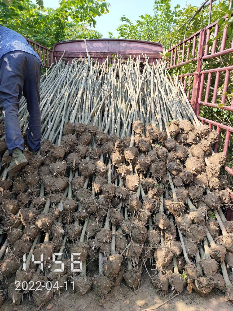 1公分大叶女贞苗出售，女贞苗，支持线上保障交易