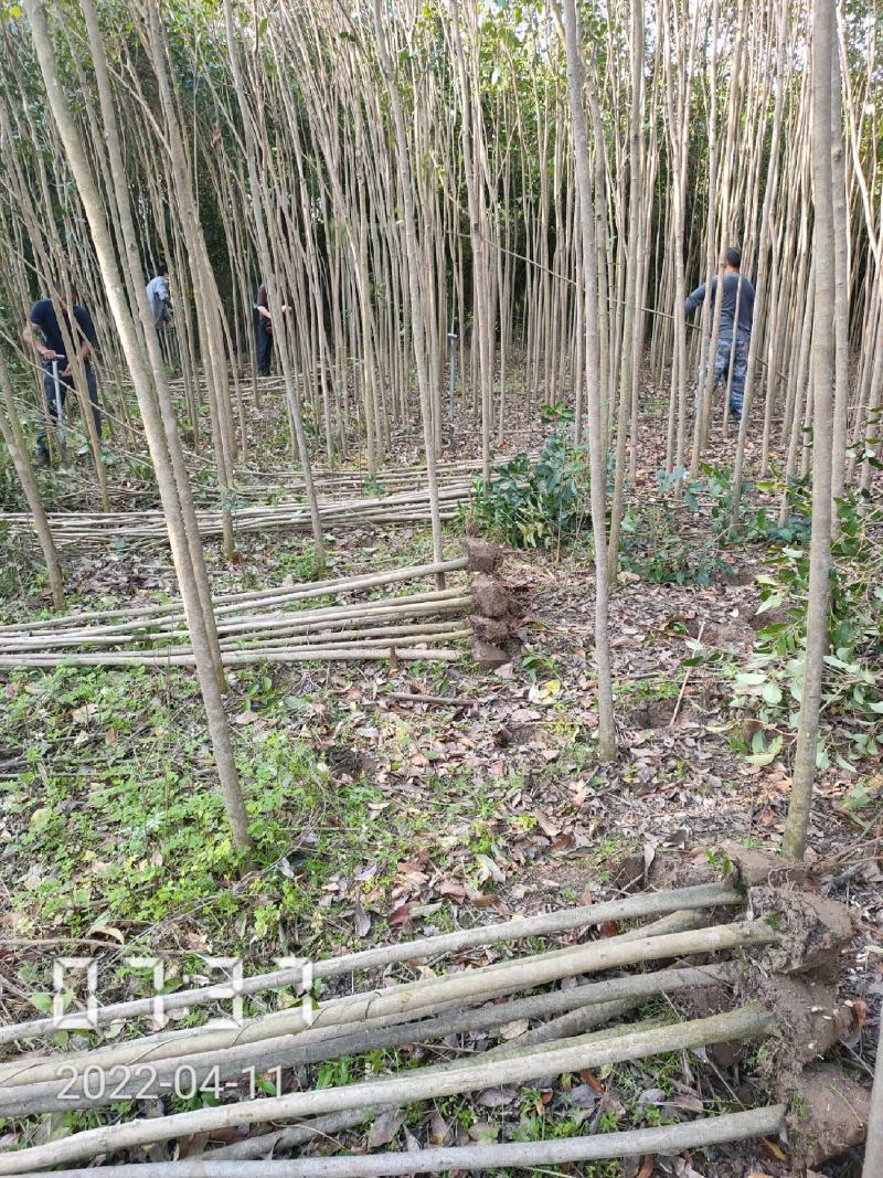 1公分大叶女贞苗出售，女贞苗，支持线上保障交易