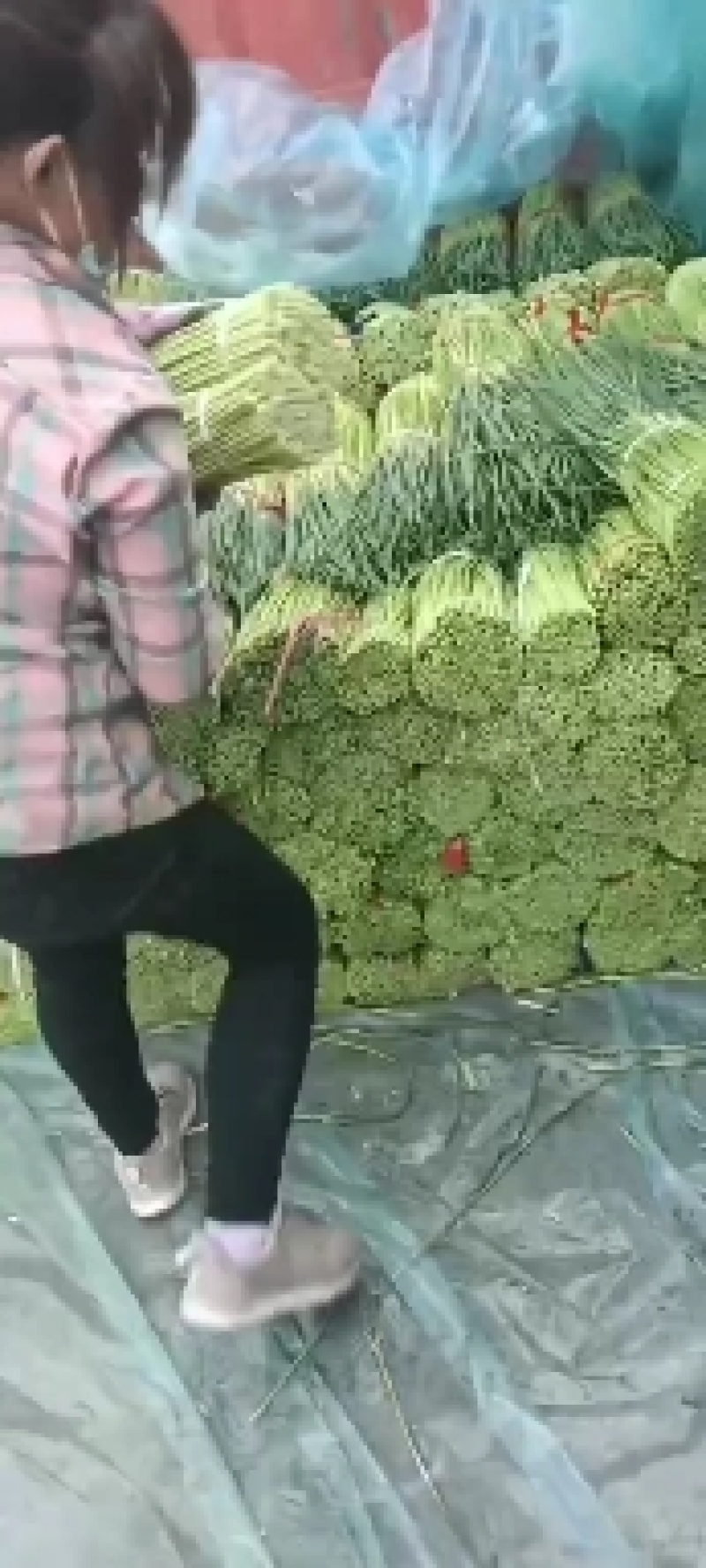 通许蒜薹，红帽蒜薹，质量好，条长口感好，产地发货
