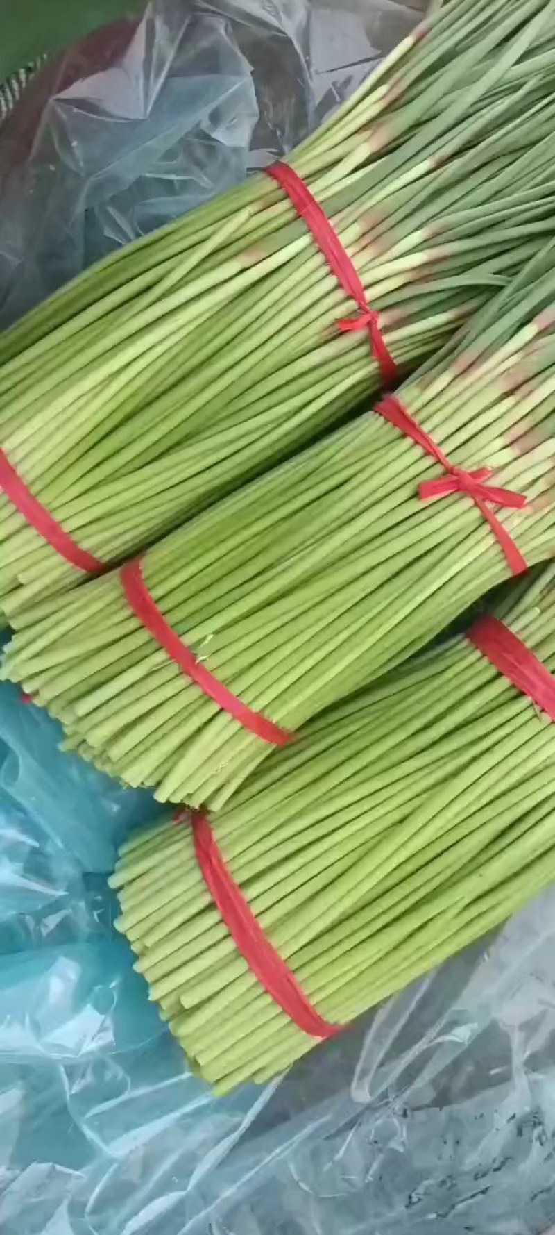 通许蒜薹，红帽蒜薹，质量好，条长口感好，产地发货