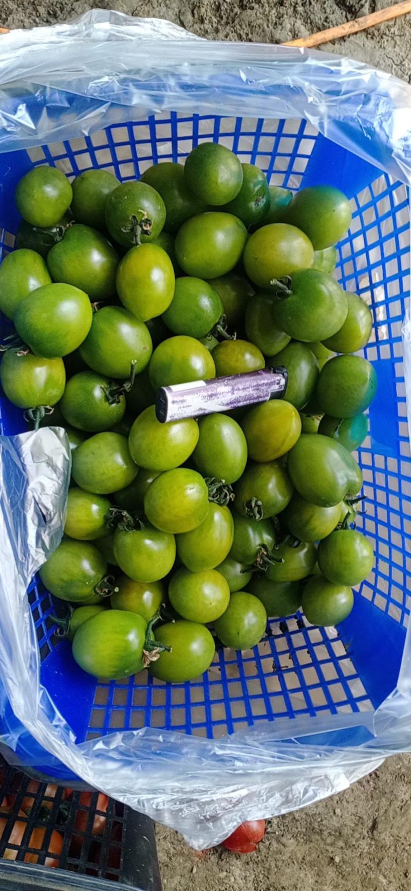五彩樱桃番茄