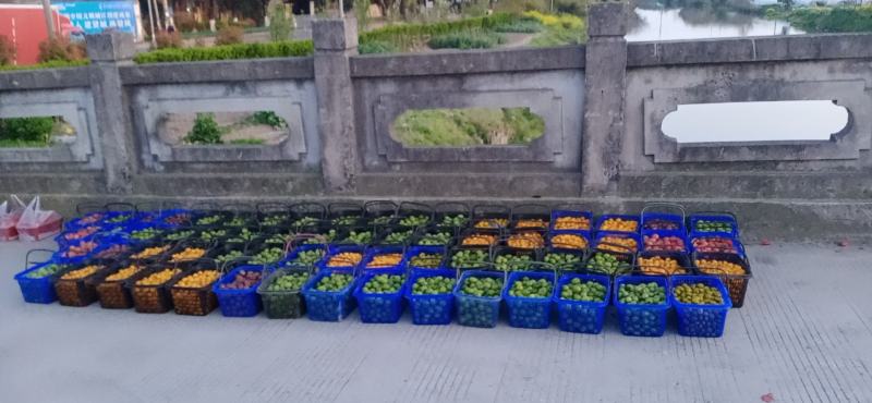 五彩樱桃番茄