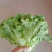 河北邯郸精品大叶散叶生菜。一年四季有货的欢迎来电考察