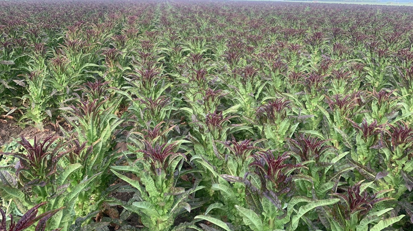 展示不同品种的莴苣,包括奶油生菜、红叶生菜和罗马生菜,用于对比其外观与质地 多种莴苣对比展示图