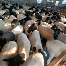 黑头羊杜泊羊价格黑头杜泊羊养殖基地杜泊羊多少钱一头！杜泊