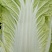黄心大棚白菜
