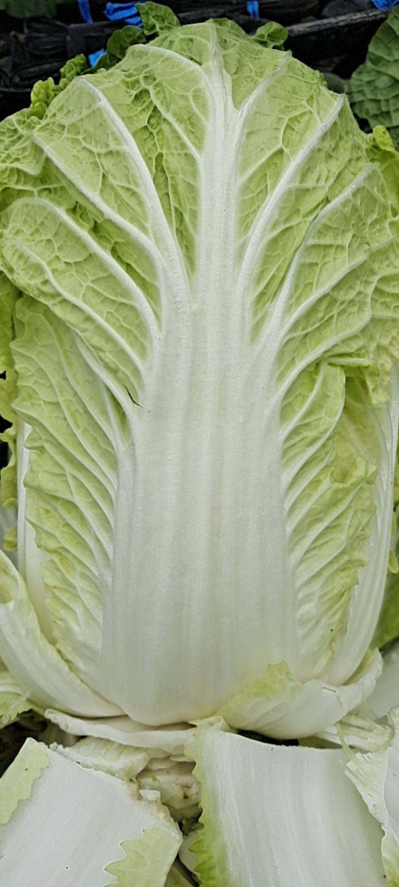 黄心大棚白菜