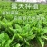 精品莴苣,产地直供,价格实惠,欢迎进店选购