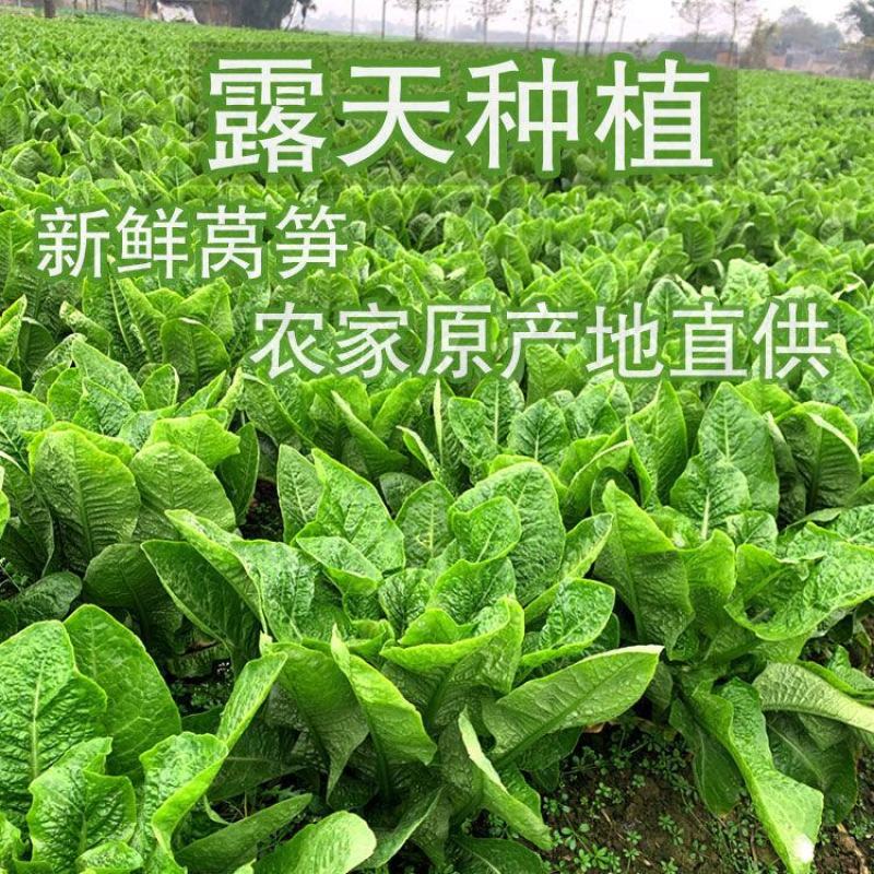精品莴苣，产地直供，价格实惠，欢迎进店选购