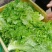 河北邯郸精品大叶散叶生菜。一年四季有货的欢迎来电考察