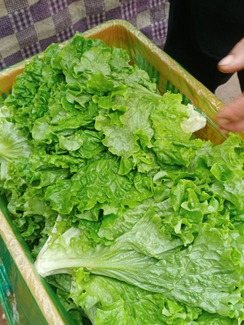 河北邯郸精品大叶散叶生菜。一年四季有货的欢迎来电考察