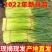 江苏蒜薹,量大从优,货源充足,欢迎客商进店选购
