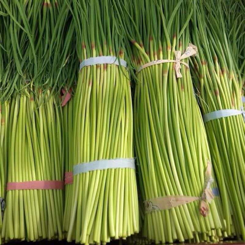 江苏蒜薹，量大从优，货源充足，欢迎客商进店选购