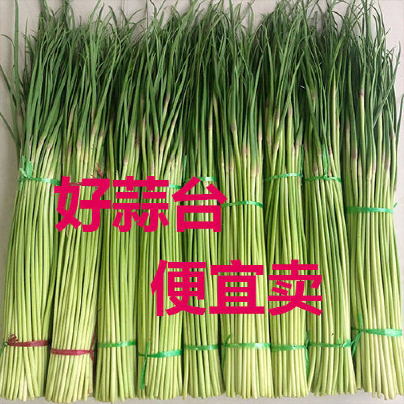 江苏蒜薹，量大从优，货源充足，欢迎客商进店选购