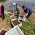 微山湖龙虾苗，龙虾种苗，80--120尾，精养优质虾苗