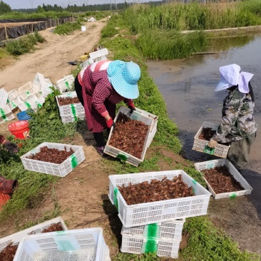 山东微山湖龙虾养殖基地，龙虾苗，种虾。规格80-120。