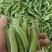碗豆角大量上市，货量充足，日可收二十万斤