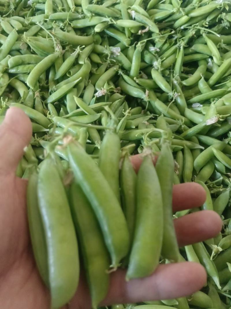 碗豆角大量上市，货量充足，日可收二十万斤