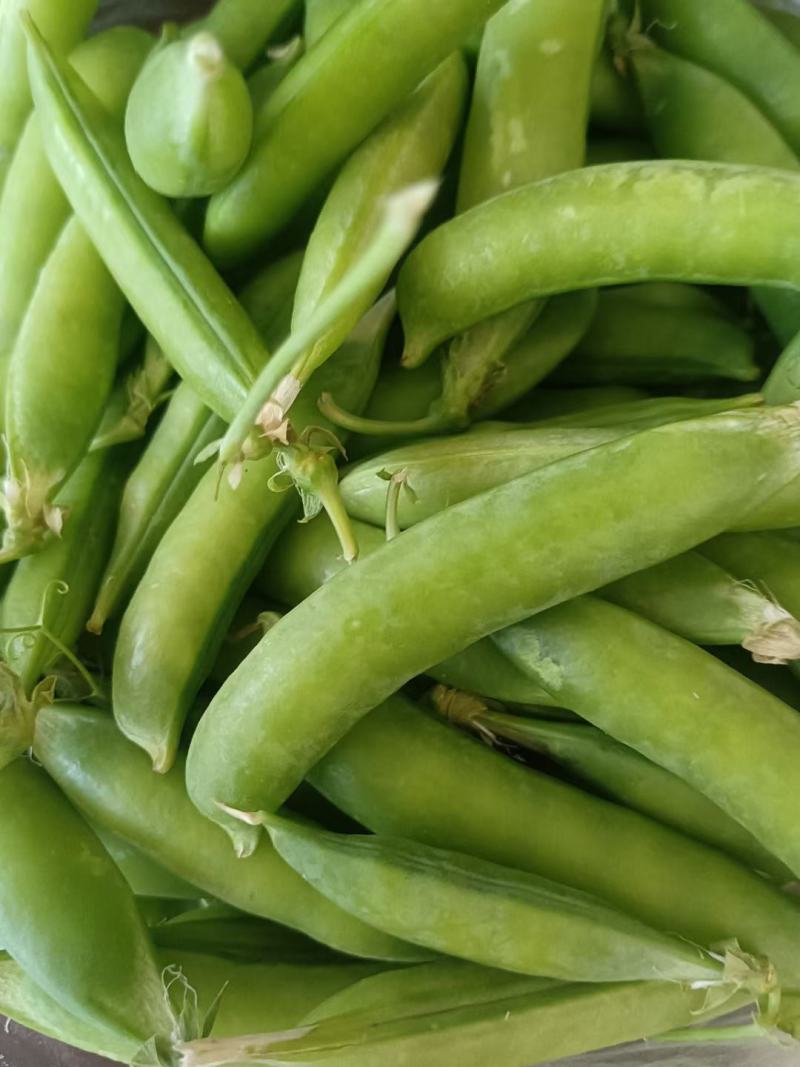 碗豆角大量上市，货量充足，日可收二十万斤