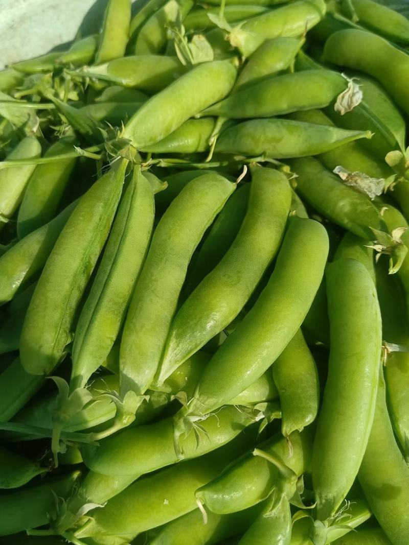 碗豆角大量上市，货量充足，日可收二十万斤