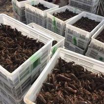山东龙虾苗，80--120尾，藕塘套养，基地发货。