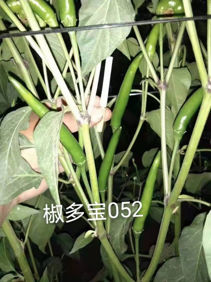 椒多宝052大果朝天椒种子硬度高把子长粗，顺直抗病强