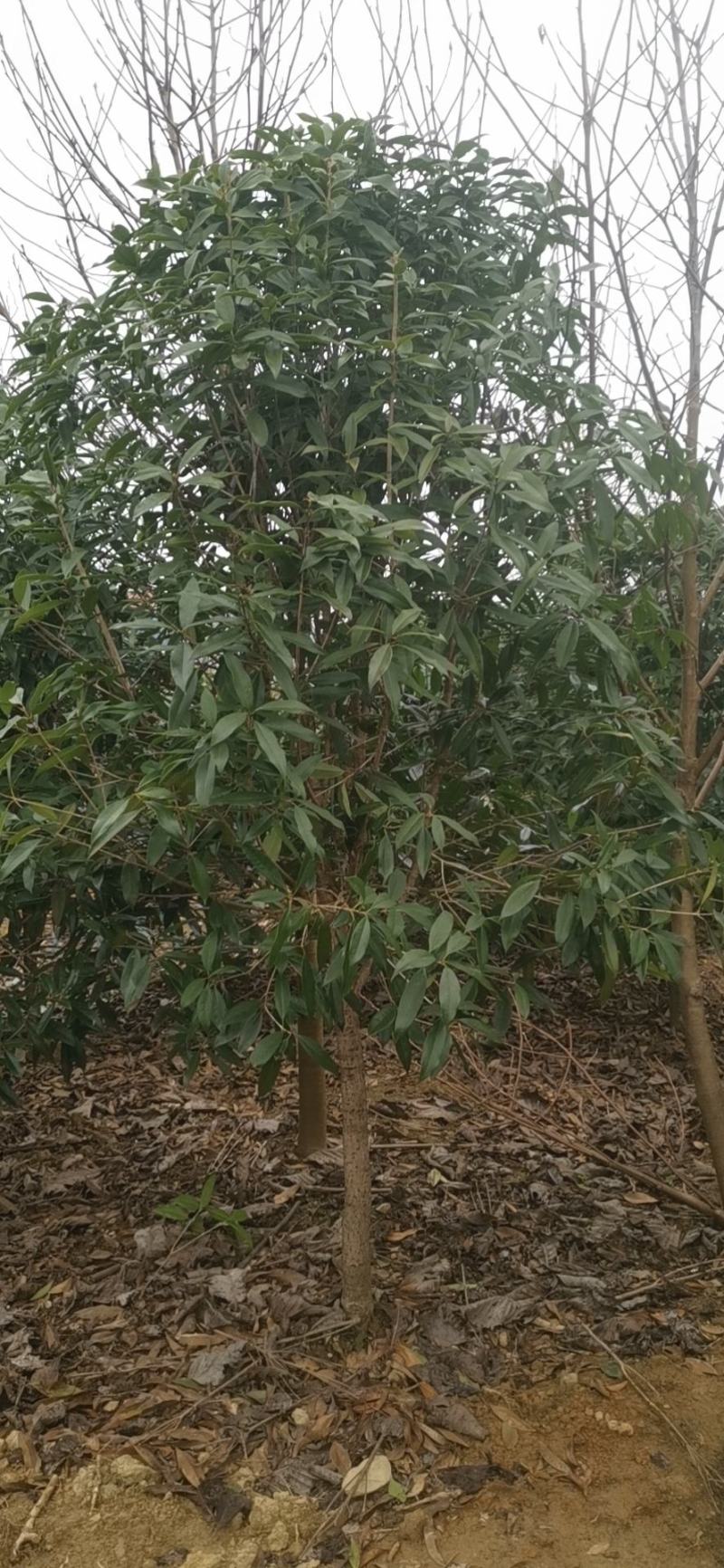 大量供应3到12公公桂花