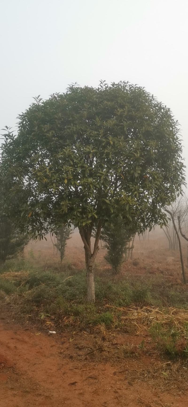大量供应3到12公公桂花