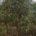 大量供应3到12公公桂花