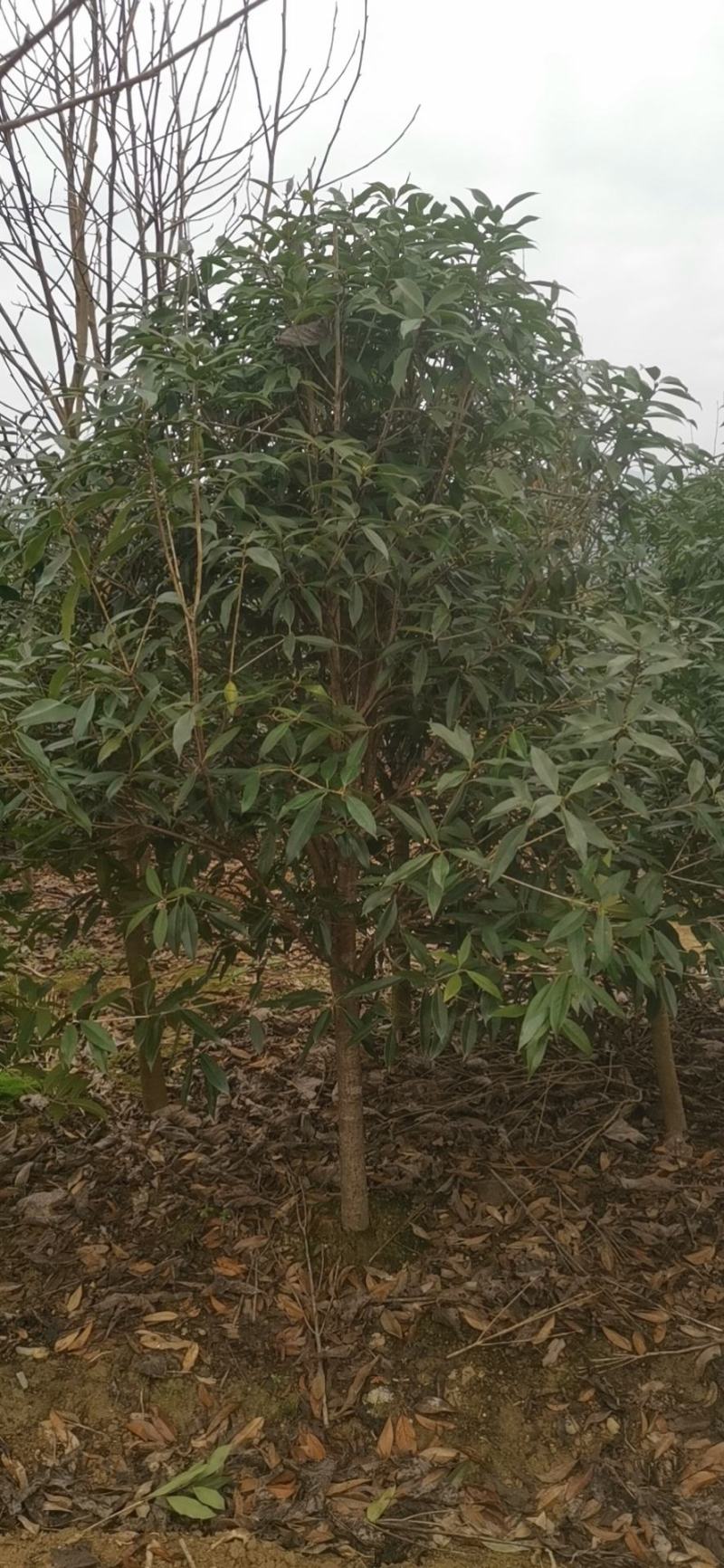 大量供应3到12公公桂花