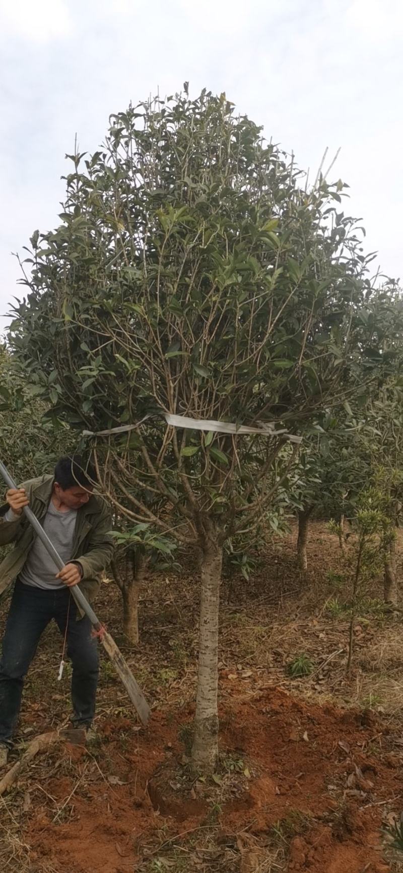 大量供应3到12公公桂花