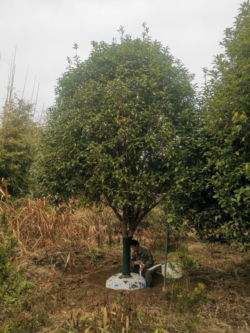 大量供应3到12公公桂花