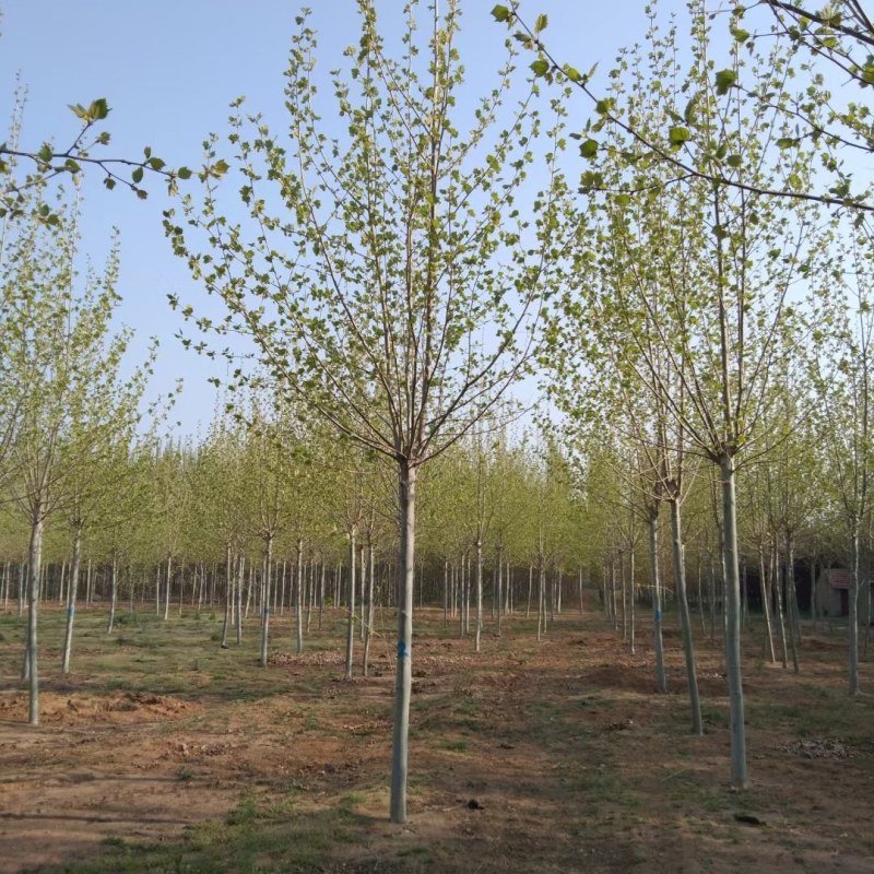自家苗圃的8～13公分法桐，杆直冒圆，土质好，成活率高