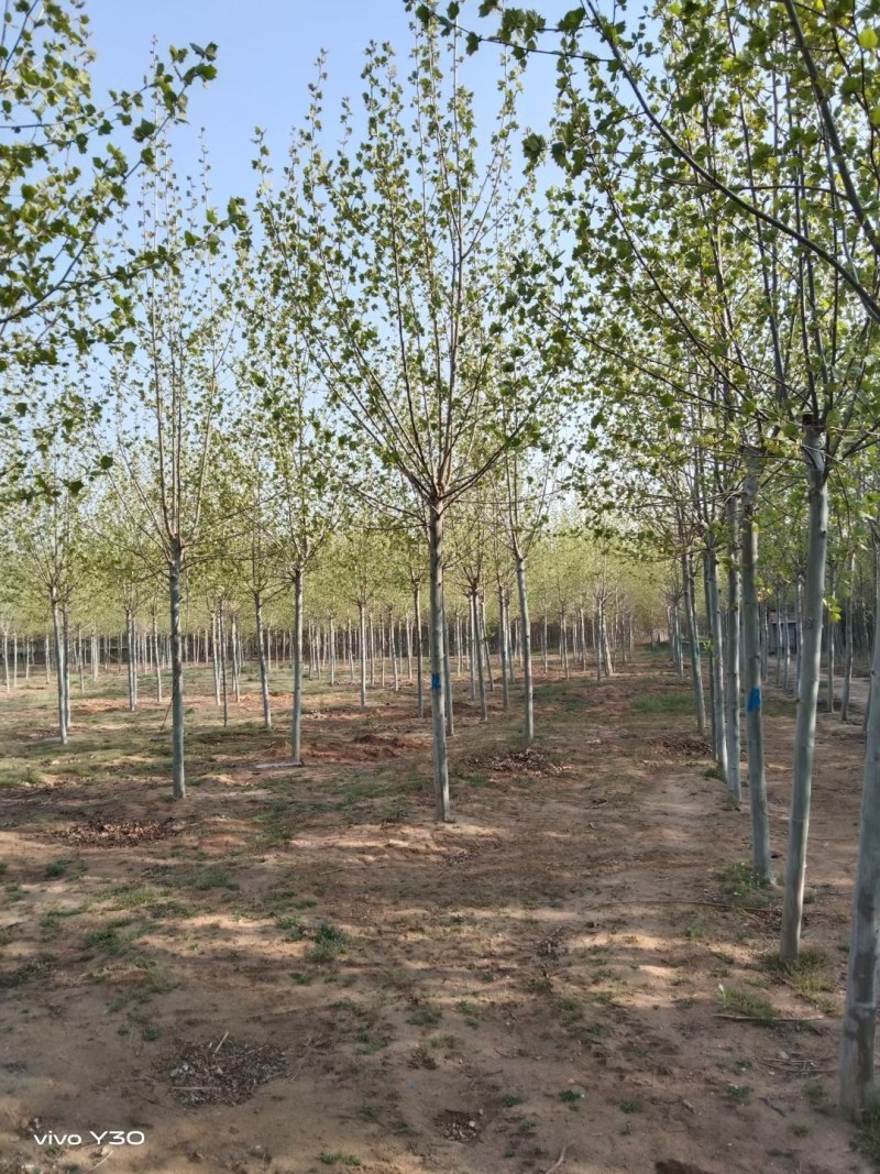 自家苗圃的8～13公分法桐，杆直冒圆，土质好，成活率高